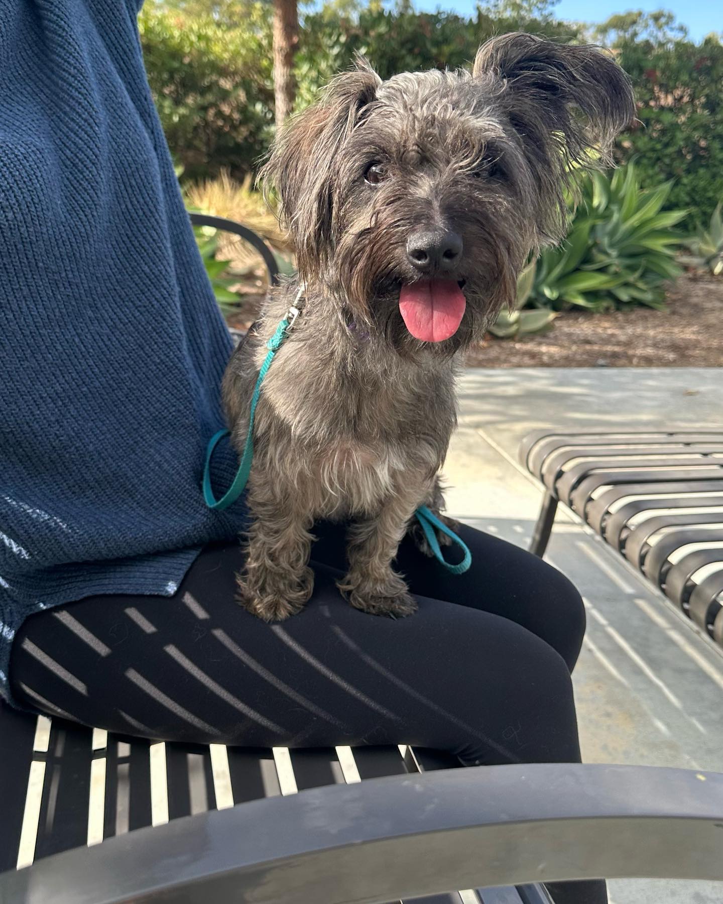 Girls Of Dog Rescue Offers Dog Adoptions in Tustin, CA 92780